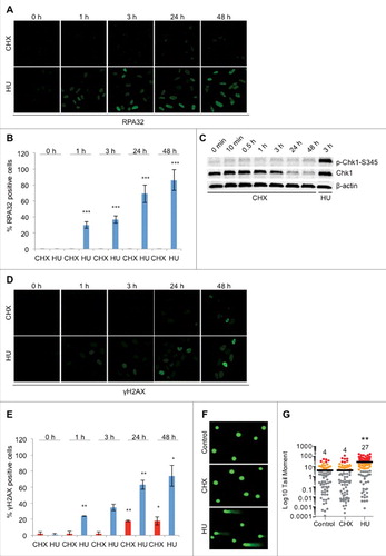 Figure 2. CHX treatment does not result in ssDNA formation, checkpoint activation or DNA damage. (A) Representative images of U2OS cells treated with 10 μg/ml CHX or 2 mM HU for the indicated timepoints and stained for RPA32. Cells were pre-extracted with CSK buffer (10 mM Pipes, pH 7.0, 100 mM NaCl, 300 mM sucrose, and 3 mM MgCl2, 0.7% Triton X-100) for 5 minutes prior to fixation. (B) Quantification of RPA32 positive cells (A), (n = 3). (C) U2OS cells were either left untreated or treated with CHX or HU for the timepoints indicated followed by Western blot probed with p-Chk1-S345, Chk1 and β-actin antibodies. (D) Representative images of U2OS cells treated with 10 μg/ml CHX or 2 mM HU for the indicated timepoints and stained for γH2AX. (E) Quantification of γH2AX positive cells (D), (n = 2). (F) and (G) DNA damage in U2OS assessed by the comet assay following treatment with 10 μg/ml CHX or 2 mM HU for 24 hours. Representative images (F) and quantification of tail moment (G). The error bars depict standard deviation; *P ≤ 0.05, **P ≤ 0.01, ***P ≤ 0.001 as determined by Student's t-test. See also Figure S3.