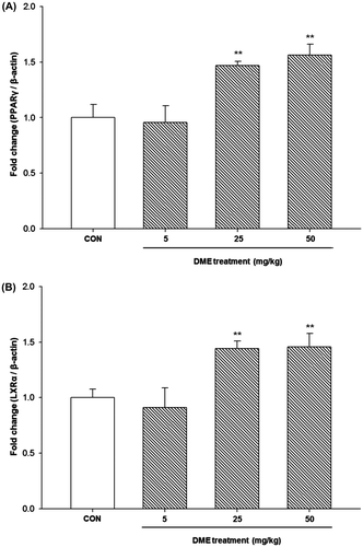 Fig. 6. Effects of DME on mRNA expressions of (A) PPARγ and (B) LXRα in the liver of STZ-/HFD-induced diabetic mice.Notes: Quantitative real-time PCR was performed to measure mRNA levels of PPARγ and LXRα, respectively. A relative quantitative evaluation of PPARγ and LXRα gene expression levels was performed using the comparative CT method. *p < 0.05, **p < 0.01, compared to control.