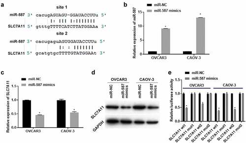 Figure 3. Overexpression of micoRNA-587 targeted regulation of solute carrier family 7 member 11 in epithelial ovarian cancer. (A). miRanda-3.3a software predicted micoRNA-587 (miR-587) binding sites to solute carrier family 7 member 11 (SLC7A11). (B). Quantitative real-time polymerase chain reaction (qRT-PCR) detected the miR-587 expression in OVCAR3 and CAOV-3 cells after transfected with miR-587 mimics negative control (miR-NC) or miR-587 mimics for 24 h. N = 3, Student<apos;>s t-test. (C). qRT-PCR) detected the SLC7A11 expression. OVCAR3 and CAOV-3 cells were transfected with miR-NC or miR-587 mimics for 24 h. N = 3, Student<apos;>s t-test. (D) Western blotting measured SLC7A11 expression. OVCAR3 and CAOV-3 cells were transfected with miR-NC or miR-587 mimics for 48 h. (E). Dual-luciferase detection confirmed the binding regulatory relationship between SLC7A11 and miR-587. OVCAR3 and CAOV-3 cells transfected with miR-587 miR-NC+SLC7A11 wild type vector 1 (SLC7A11 wt1), miR-NC+SLC7A11 mutant type vector 1 (SLC7A11 mut1), miR-NC+SLC7A11 wild type vector 2 (SLC7A11 wt2), miR-NC+SLC7A11 mutant type vector 2 (SLC7A11 mut2), miR-587 mimics+SLC7A11 wt1, miR-587 mimics+SLC7A11 mut1, miR-587 mimics+SLC7A11 wt2, and miR-587 mimics+SLC7A11 mut2 respectively for 48 h. N = 3, Student<apos;>s t-test. * P < 0.05.