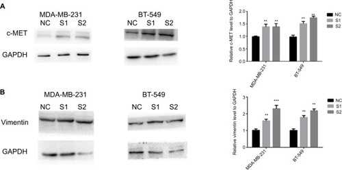 Figure 5 Downregulation of ITGA7 regulates migration and invasion via addition to c-met-regulated vimentin.Notes: These experiments were done at least 3 independent times. We defined ITGA7 siRNA-1 as S1 and ITGA7 siRNA-2 as S2. (A) The influence of ITGA7 expression on c-MET in MDA-MB-231 and BT-549 cells by Western blot. (B) The influence of ITGA7 expression on vimentin in MDA-MB-231 and BT-549 cells by Western blot. **P<0.01 and ***P<0.001 in comparison with the NC group using Student’s t-test. We defined ITGA7 siRNA-1 as S1 and ITGA7 siRNA-2 as S2.Abbreviations: ITGA7, integrin subunit alpha 7; NC, negative control.