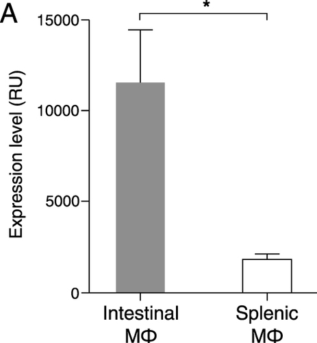 Figure 3 ADAMDEC1 gene expression in intestinal and splenic resident macrophages. Mouse intestinal macrophages express very high levels of ADAMDEC1 compared to splenic macrophages in a healthy state. *p<0.05. Data extracted from NCBI Gene Expression Omnibus (GEO) data repository GEO ID GSE 8868.20