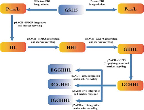 Figure 2. Flowchart of recombinant yeast strain construction in this study.