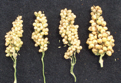 Figure 4.  Seed size can vary by as much as 4-fold among varieties. Given adequate grain mold resistance, large-seed sizes generally are preferred to improve milling and processing characteristics of food-grade sorghum.