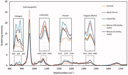 Figure 6. Examples of Raman spectroscopy wavelength graph comparing the following samples: enamel, human adult femur, human infant rib, mouse bone 20 weeks, and mouse bone 6 weeks. From left to right the graphs shows mineral-to-collagen ratio (Proline and Amide III), mineral crystallinity of the hydroxyapatite, carbonation, collagen content (protein), and collagen cross-linking (organic matrix). Credit: Dr Bi Xiaohong, with permission.