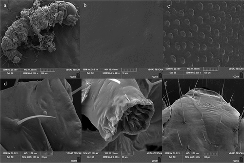 Figure 6. Cuticle topography of the 3rd instar larvaeofO. furnacalis. (a) full view of a larva showing strumae and gentle surface topography; (b) gentle surface topography; (c) strumae surface topography; (d and e) sites beside the setae and proleg; (f) head capsule.