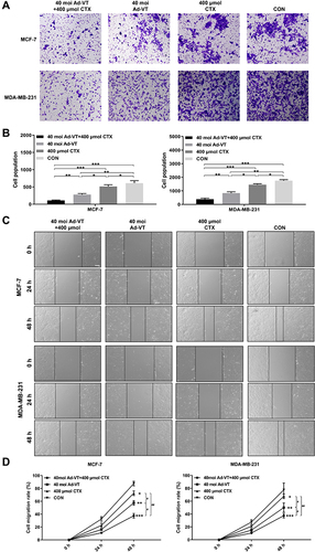 Figure 5 Effect of Ad-VT and cyclophosphamide combination on BC cell migration and invasion. (A and B) A scratch test examining the migration ability of BC cells after treatment with Ad-VT, cyclophosphamide, and the combination Ad-VT and cyclophosphamide. The cell migration ratio was calculated as follows: Cell migration ratio = (0 h scratch width – 24/48 h scratch width)/ 0 h scratch width. The migration rate in the Ad-VT and cyclophosphamide combination group was the lowest. (C and D) BioCoat method testing of the invasion ability of BC cells after treatment with Ad-VT, cyclophosphamide, and the combination of Ad-VT combined and cyclophosphamide (Counting the number of cells penetrating the membrane). The invasion rate in cyclophosphamide and Ad-VT combination group was the lowest. The scale bar equals 100μm. Data are representative of three independent experiments (n = 3). (*p < 0.05, **p < 0.01, ***p < 0.001, when compared with the control); #p < 0.05, ##p < 0.01.