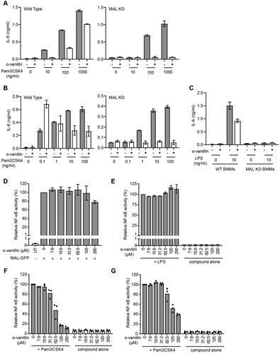 Figure 9. Inhibition of TLR2 signalling by o-vanillin in a MAL-independent fashion. (A-C) Inhibition of TLR signalling in mouse macrophages by o-vanillin does not depend on MAL. BMMs from WT or MAL-KO mice were pre-treated with 80 μM o-vanillin or 0.04% DMSO (vehicle control) for 1 h before a 6 h incubation with TLR ligands Pam3CSK4 (A), Pam2CSK4 (B) or LPS (C) at the indicated concentrations. Following incubation, medium was collected and assayed for IL-6 concentration by ELISA. Bars and error bars represent the mean and range of duplicate wells from a single representative experiment. The results of an independent replicate experiment are presented in Supplemental Figure S4 and display the same trends but are not combined with these results due to variation in absolute values. (D-G) o-Vanillin inhibits human TLR2 signalling but not the response to TLR4 or MAL overexpression. (D) Human MAL C-terminally tagged with GFP was overexpressed in HEK cells with an NF-κB-driven mScarlet-I reporter gene, in the presence or absence of o-vanillin and analysed by flow cytometry. The single cell population showing high MAL-GFP expression was selected for analysis of spontaneous NF-κB activity (Supplemental Figure S8). Results were normalised to vehicle treated control. Untreated (UT) sample was transfected with an empty vector, and assessed for the level of basal NF-κB activity. Bars and error bars represent the mean and range from 2 independent experiments. (E) TLR4 signalling was assessed in a HEK293 cell line expressing all components of the signalling pathway with an NF-κB-driven mScarlet-I reporter gene. Cells were pre-treated with o-vanillin prior to treatment with 100 ng/ml LPS, and mScarlet-I expression analysed on the whole live single cell population. Results were normalised to LPS-treated cells without o-vanillin and presented as the mean and range from 2 independent replicate experiments. (F-G) HEK293 cells expressing CD14 and with an NF-κB-driven ZsGreen reporter were transfected with human TLR2 C-terminally tagged with mScarlet-I. They were pre-treated with or without o-vanillin before stimulation with 1 μg/ml Pam3CSK4 (F) or 100 ng/ml Pam2CSK4 (G). Cells expressing low to moderate TLR2-mScarlet were selected for analysis of ZsGreen reporter expression. Results were normalised to ligand-stimulated cells without o-vanillin. Bars show the mean and individual results from 3 independent experiments are indicated.