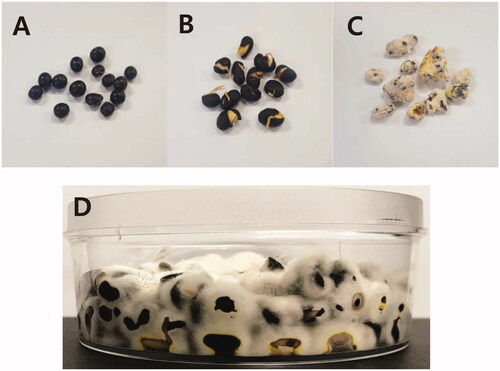 Figure 1. Soybeans with Cordyceps militaris. (A) Soybeans (Glycine max, “Jui Nun Yi Cong” in Korean); (B) Germinated soybeans; (C) C. militaris mycelia grown on the germinated soybeans for eight weeks; (D) C. militaris growing on the germinated soybeans (GSC).