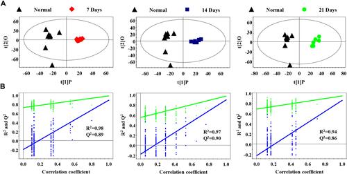 Figure 3 Serum PR analysis of different metastasis groups and normal control group (A) OPLS-DA model was used to process score plots based on the normal group and each metastasis group; (B) statistical validation of PLS-DA model by permutation analysis (200 times). R2 represents explained variance, and Q2 represents the predictive ability of the model.