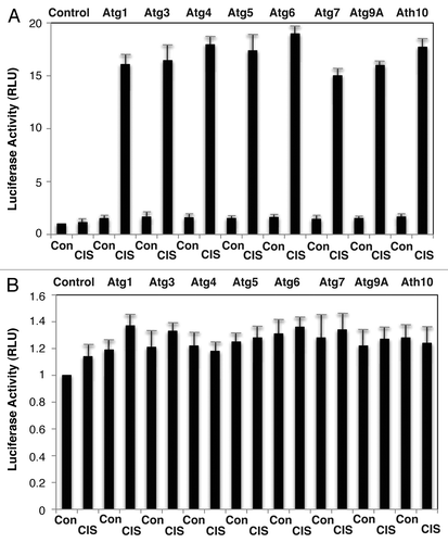 Figure 2 P-ΔNp63α regulated the luciferase activity driven by the autophagic gene promoters upon cisplatin treatment. ΔNp63α-wt cells (A) and ΔNp63α-S385G cells (B) were transfected for 24 h with 100 ng of the LightSwitch_Pro reporter plasmids containing the indicated autophagic promoters or with 100 ng of the control promoter-less reporter plasmid. Cells were exposed to control medium without cisplatin (Con) and medium with 10 µg/ml cisplatin (CIS) for 12 h. RenSP Renilla luciferase reporter activity assays were conducted in triplicate (±SD are indicated, p < 0.05). Data presented as relative to data obtained from the control untreated cells containing the promoter-less reporter plasmid designated as 1.