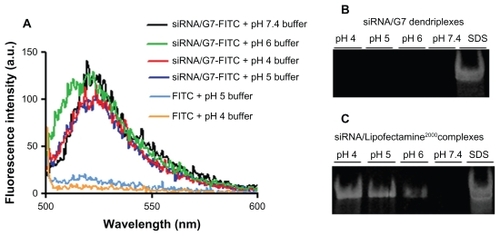 Figure 6 Emission spectra of siRNA/G7-FITC and free FITC incubated with a set of buffers (A), corresponding polyacrylamide gel electrophoresis of siRNA/G7 (B), and siRNA/Lipofectamine™ 2000 (C).Abbreviations: siRNA, small interfering RNA; FITC, fluorescein isothiocyanate.