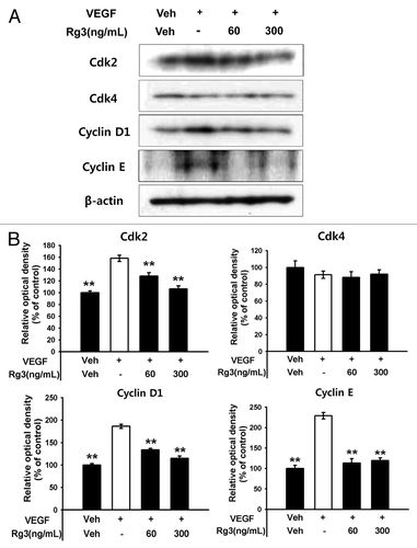 Figure 4. Effect of Ginsenoside Rg3 on cell cycle progression in EPCs. (A) The cell cycle progression was analyzed by western blotting analysis using multiple antibodies against pivotal cell cycle molecules. (B) The graph represents the relative optical density of each group via the β-actin control group. The bar graph indicating each percentage was expressed using the untreated groups as 100%. *p < 0.05, **p < 0.005.