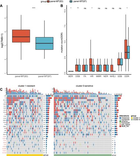 Figure 5 Differences in gene mutations between the panel-MT and panel-WT groups. (A) The TMB in the panel-MT group was significantly higher (p <0.001). (B) The number of mutations of the overall DDR and HR pathways in the panel-MT group was significantly higher than that in the panel-WT group (p <0.05). (C) The top 20 mutant genes and genes in the panel are grouped by the results of k-means clustering. Fisher’s exact test was used to test the associations between the panel status and the mutated genes. *, **, ****, P<0.05, P<0.01, P<0.0001.