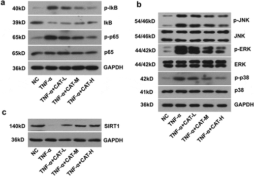 Figure 6. The regulation of catalpol on the expression of SIRT1, NF-κB, and MAPKs signaling pathways in TNF-α-induced keratinocytes. (a). The expression of p-IkB, IkB, p-p65, and p65 proteins was measured by western blot. (b). The level of p-JNK, JNK, p-ERK, ERK, p-p38, and p38 proteins was measured by western blot. (c). The level of SIRT1 was detected by western blot. Data were presented as mean± SD. ##p < 0.01 vs. the NC group. *p < 0.05 and **p < 0.01 vs. the TNF-α group