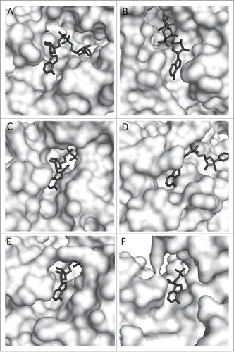 Figure 1. Zoom view of enzyme-bound NAD (8-iodo-NAD for yADH). A. TmMtDH, B. TmGlyDH, C. yADH, D. LmG6PDH, E. rLDH, F. bGDH. PDB numbers are listed in Table 1. Several 3D models of TmMtDH were generated using Modeler softwareCitation8 and the online homology modeling server I-TASSER.Citation9-11 The different modeling approaches used single and multiple templates that each showed over 25% identity and below 10% gaps in alignments with TmMtDH. Models were analyzed using the scoring methods DOPE, DFIRE, and OPUS.Citation12-14 The best model was produced by I-TASSER using the structures of the silverleaf whitefly sorbitol dehydrogenase (PDB # 1E3J), human sorbitol dehydrogenase (PDB # 1PL8), Sulfolobus solfataricus glucose dehydrogenase (PDB # 2CDC), Thermus thermophilus threonine 3-dehydrogenase (PDB # 2DQ4), and mouse class II alcohol dehydrogenase (PDB # 1E3I) as templates. The structure was minimized using the CHARMM force fieldCitation15 and NAD was imported into TmMtDH's active site using the coordinates of NAD in human sorbitol dehydrogenase. Enzyme surfaces were visualized using The PyMOL Molecular Graphics System, Version 1.3 Schrödinger, LLC.