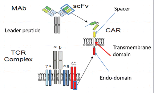 Figure 1. Basic structure of CAR. The main parts of CAR are from monoclonal antibody scFv and endo-domain, TCR zeta chain. ScFv is the antigen binding site, and TCR zeta chain is responsible to transfer signal to activate T cell. Other important parts are leader peptide, spacer area, and transmembrane domain.