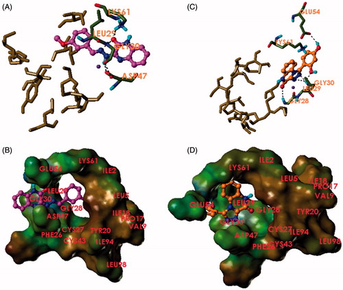 Figure 2. Binding mode of 3f and 4c to hG-X sPLA2. (A) Compound 3f (magenta) and (C) compound 4c (orange) in the binding pocket of hG-X sPLA2 showing hydrogen bonds, calcium coordination (purple), and interacting residues. (B) Compound 3f (magenta) and (D) compound 4c (orange) in the binding pocket of hG-X sPLA2 showing a lipophilic potential surface of the pocket.