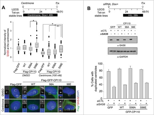 Figure 5. Augmentation of the centrosomal SAS6 with the phospho-mimetic CP110S98E mutant. (A) Flag-GFP-, Flag-GFP-CP110-, Flag-GFP-CP110S98A- and Flag-GFP-CP110S98E-expressing U2OS cells were treated with 100 nM centrinone for 48 h and coimmunostained with antibodies specific to SAS6 (red) and Flag (green). DNA was stained with DAPI (blue). Relative intensities of the centrosomal SAS6 were measured from 100 centrosomes in 2 independent experiments and analyzed with box-and whisker plots. The bottom and top of each box mark the 25th and 75th percentiles, respectively. The whiskers are drawn down to the 5th percentile and up to the 95th. Points that lie outside the 5th and 95th percentiles are plotted as symbols. *P < 0.05, paired t-test. (B) U2OS stable cell lines were transfected with siSAS6. Forty-eight hours later, the cells were subjected to immunoblot analysis to confirm depletion of SAS6. The cells were also immunostained with the centrin-2 antibody to determine the number of centrioles. Greater than 100 cells were counted per experimental group in 3 independent experiments. Values are means and standard deviations.