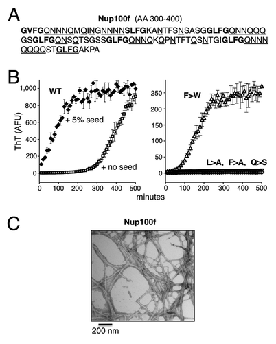 Figure 3. Nup100f forms amyloids under physiological conditions. (A) AA sequence of Nup100f. FG motifs are highlighted in bold text; Q/N residues are underlined. (B) Kinetics of Nup100f amyloid formation in vitro. Left panel: Nup100f-Trp-7xHis (WT) was diluted from denaturant to 20 μM in assembly buffer. The reaction was incubated at 30°C with agitation, in the absence or presence of 5% pre-formed aggregate seed. Amyloid assembly was monitored by ThT fluorescence. Data represent means ± SEM from three reactions. Right panel: The indicated Nup100f-Trp-7xHis variants were assembled in the absence of pre-formed fiber seeds. (C) Ultrastructure of WT Nup100f amyloids. Seeded amyloids formed as in (B) were negatively stained with uranyl acetate and examined by transmission electron microscope. Scale bar, 200 nm.