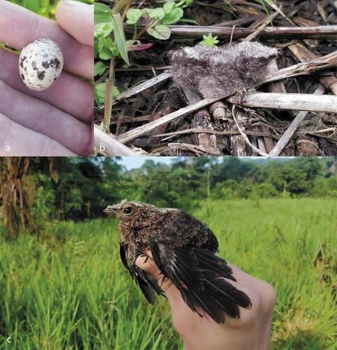 Figure 2. Blackish nightjar. (a) Empty eggshell found in the proximity of the nest site, (b) hatchling about 2 days old and (c) fledgling about 19 days old