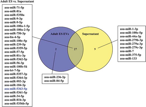 Figure 4. Venn diagram of miRNAs from Ascaris suum adult Excretory/Secretory (E/S) products associated with extracellular vesicles (EVs) and the EV-depleted supernatant ranked according to average abundance (reads per million). miRNAs shown in blue were down-regulated in A. suum adult ES EVs. None of the common miRNAs were up-regulated.