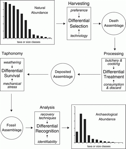 Figure 2  Transformation processes that potentially modify the archaeological reflection of abundance patterns in the natural world.