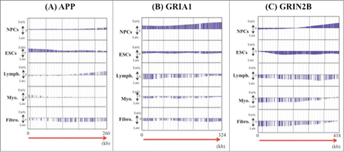 Figure 4. Examples of the precise replication timing patterns of large genes (>200 kb). (A) APP (260kb), (B) GRIA1 (324 kb) and (C) GRIN2B (418 kb). Replication timing profiles in 6 cell lines (NPCs and ESCs, lymphoblastoid, myoblast and fetal lung fibroblast) were obtained from the online database ReplicationDomain. The “y” axis on each graph indicates the estimated numerical value for DNA replication timing obtained from ReplicationDomain. The value “0” indicates medium replication timing. The upper horizontal line and the bottom horizontal line of each graph indicate the value of 2.4 (very early replication timing) and -2.4 (very late replication timing), respectively. The direction of transcription (5′ to 3′) in the genes is indicated by the red arrow. “Lymph.,” “Myo.” and “Fibro.” indicate lymphoblasts, myoblasts and fetal lung fibroblasts, respectively.