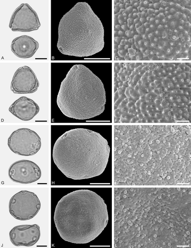 Figure 15. LM (A, D, G, J) and SEM (B, C, E, F, H, I, K, L) micrographs of dispersed fossil Myricaceae and Cannabaceae pollen. A–F. Myricaceae gen. et spec. indet. (Morella vel Myrica), close-ups of polar area. G–L. Celtis sp. 1, close-ups of polar area. Scale bars – 10 µm (A, B, D, E, G, H, J, K), 1 µm (C, F, I, L).