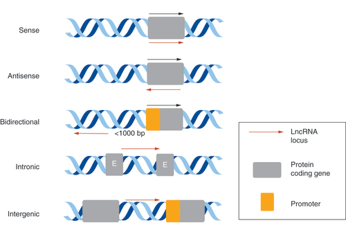 Figure 1. Long noncoding RNAs (red arrow) categorized as sense, antisense, bidirectional, intronic, or intergenic, in relation to protein coding genes (grey boxes).E: Exon; LncRNA: Long noncoding RNA.