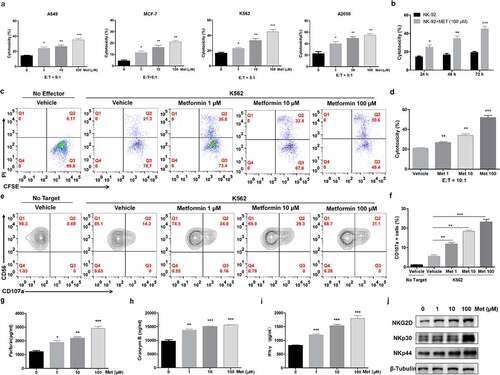 Figure 1. Metformin promotes NK cell-mediated lysis activity. NK-92 cell cytotoxicity toward cancer cell lines was measured using an LDH release assay (a). NK92 cells were treated with 100 µM metformin for 24 h, 48 h or 72 h, and then cytotoxicity toward K562 cells was measured using an LDH release assay (b). NK-92 cells were treated with two different concentrations of metformin for 24 h and then incubated with K562 cells for 4 h at 37°C. The expression of CFSE/PI (c, d) and CD56+ CD107a+ were then observed with flow cytometry (e, f). Perforin, granzyme B and IFN-γ expressions in NK-92 cells treated with metformin were determined using ELISA (g-i). NK-92 cells were treated with different concentrations of metformin for 24 h, and the expression of NKG2D, NKp30 and NKp44 was then observed using western blots (j). Data represent the mean ± SEM (n = 6). Data shown represent at least three independent experiments. *p < .05, **p < .01, ***p < .001 by two-tailed Student’s t-test (a, b, g, h, i), one-way ANOVA with the Dunnett’s test (d, f)