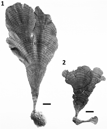 Figs 1–2. Habit of Udotea geppiorum. Fig. 1. Typical habit of a mesophotic specimen collected from south-west O‘ahu Hawai‘i. Fig. 2. Specimen CS405A collected from 18 m depth in Guam. Note the conspicuous concentric segments on both specimens and the more relaxed/elongated holdfast and blade of the mesophotic specimen from Hawai‘i. Specimens display proportional size difference. Scale bars = 1 cm.