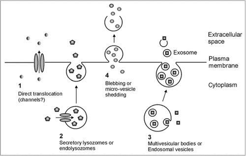 Figure 1 Proposed mechanisms for non-Golgi secretion of normally cytoplasmic proteins in animals. (1) Translocation directly across the plasma membrane. (2) Endolysozomal or secretory lysosomal pathway. (3) Intra-endosomal vesicle or multi-vesicular body pathway. (4) Membrane blebbing or micro-vesicle shedding. Adapted from Nickel and Rabouille.Citation3