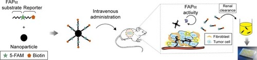 Figure 2 Schematic and design of the approach.Notes: Marker-MNPs composed of nanobeads conjugated with an FAPα-sensitive substrate in tandem with a ligand-encoded reporter. These agents survey the vasculature for the sites where FAPα cleaves and releases the reporters into urine for analysis by ELISA.Abbreviations: ELISA, enzyme-linked immunosorbent assay; FAPα, fibroblast activation protein α; MNPs, magnetic iron oxide nanoparticles.