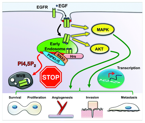 Figure 1. PIPKIγi5 controls EGFR signaling. To control EGFR signaling, the activated receptor is rapidly ubiquitinated and endocytosed to endosomes. The receptor continues to signal at the limiting membrane of endosomes until it is sorted into ILVs of MVB. This process requires PIPKIγi5 and SNX5 to coordinate with Hrs in the ESCRT complex to mediate intraluminal sorting of the receptor. Loss of PIPKIγi5 or SNX5 results in enhanced and prolonged EGFR signaling. This increased signaling of EGFR often occurs in cancers and leads to enhanced angiogenesis, cancer cell survival, proliferation, invasion and metastasis.