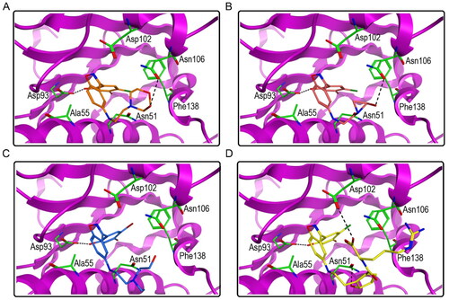 Figure 6. The docking modes of HPs 1–4 with key residues of Hsp90. (A) HP-1; (B) HP-2; (C) HP-3; (D) HP-4. The dashed black line represents hydrogen-bond interaction.