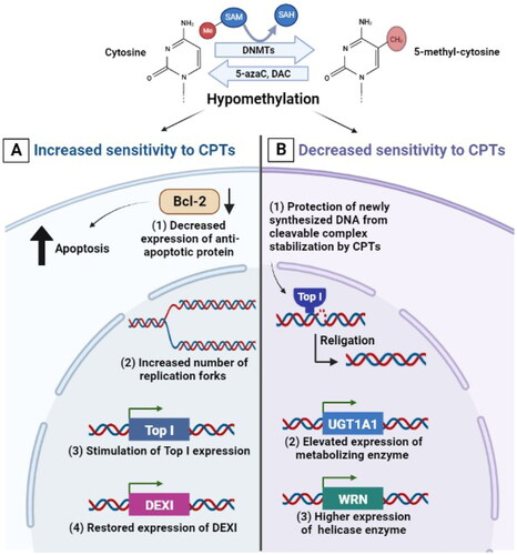 Figure 2. Effect of DNA hypomethylation on the response of cancer cells to CPTs. (A) mechanisms by which hypomethylation can increase sensitivity to CPTs including: decreased expression of Bcl-2 anti-apoptotic protein, increased number of replication forks in early S phase, demethylation of the Top I promoter or indirect stimulation of Top I expression and restored expression of DEXI protein. (B) Mechanisms by which hypomethylation can decrease sensitivity to CPTs including protection of newly synthesized DNA from cleavage complex stabilization and DNA fragmentation, elevated expression of UGT1A1 metabolizing enzyme which is responsible for irinotecan’s inactivation and elevated expression of WRN helicase enzyme.