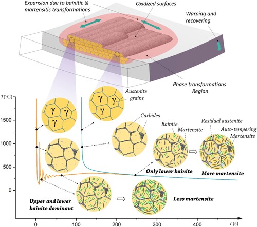 Figure 29. Phase transformation at different moments of the L-DED and its effect on deformation.