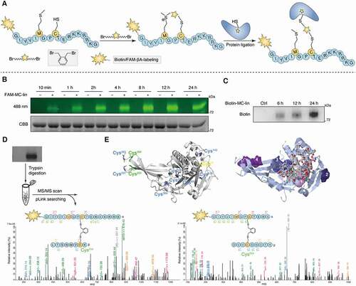 Figure 7. Exploration of the binding site between Q14 and USP30 through proximity promoted protein labeling using Cys-Met bis-alkylated sulfonium tethered peptide. (A) Schematic presentation of the proximity promoted protein labeling using Cys-Met bis-alkylated sulfonium tethered peptide. Mutating the tryptophan and isoleucine to methionine and cysteine separately and Cys-Met bis alkylation was completed by adding the linker o-Xylylene dibromide to peptide. Protein labeling reaction was incubated the alkylated peptide with USP30 protein at 16°C for indicated time. (B) FAM-labeled alkylated peptide (FAM-MC-lin) was incubated with USP30 at 16°C. Sample was collected at indicated time point and analyzed by SDS-PAGE and in-gel fluorescence (488 nm) scanning or Coomassie Brilliant Blue (CBB) staining. (C) Biotin-labeled alkylated peptide (Biotin-MC-lin) was incubated with USP30 at 16°C. Sample was collected at indicated time point and performed by Western blot analysis using anti-biotin antibody. (D) Mass/mass spectrometry analysis using pLink2 for trypsin digested USP30-peptide conjugates indicated that peptide MC-lin binds covalently to C234 and C284 in USP30. Green and red correspond to b- and y- ions of peptide α, respectively. Blue and Orange correspond to b- and y- ions of peptide β. The precursor charge and m/z (gray) are shown in the spectrum. Relative intensity of m/z is plotted. Separate FDR ≤ 5% at PSM level. Variable modification of Oxidation [Met] is in red color. (E) The cysteine distribution of USP30 and potential allosteric binding sites predicted by the online web server CavityPlus. The left figure: all of cysteine in USP30 was colored. The protein labeling cysteines (C234 and C284) were colored green, the enzyme catalytic site cysteine (C77) was colored yellow and other cysteines (C89, C129, C142, C237, C269, C287, C320 and C322) were colored blue. The right figure: prediction of the allosteric binding sites in USP30. The stick region on USP30 indicate the orthosteric site and the other shaded four regions indicate the potential allosteric sites predicted by the online web server CavityPlus. Full-length gels for B and C are in Fig. S8.