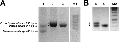 Figure 2. (a) Electrophoresis analyses of double PCR products amplified with ITS2-3d*/4r* in Ostrea edulis from Ginosa (lane 1) and from Tor Paterno (lane 2). Specific oyster-product of Ostrea edulis from Tor Paterno obtained with ITS2-OED1/OED2 is shown (lane 3). M1 = marker (Hyperladder II, Bioline™). (b) Longer (+ 30 min at 80 V compared to the gel in Figure 2(a)) electrophoretic run of samples of lanes 2 (4) and 3 (5) of panel A samples. M2 = marker GeneRuler 1 kb DNA ladder (MBI Fermentas).