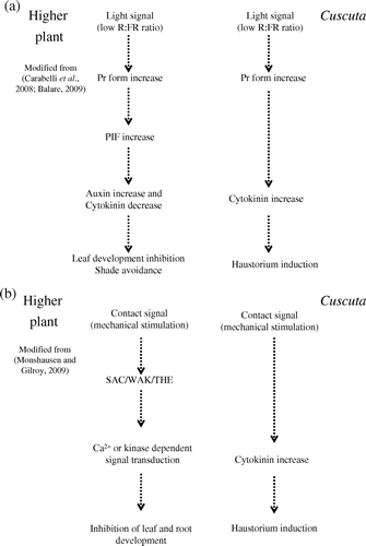 Figure 7.  Differences of cytokinin pathways in higher plants and Cuscuta. (a) Comparison of hypothetical FR light signal transduction pathway between other higher plants (Carabelli et al. Citation2008; Balare 2009[AQ unlisted]) and Cuscuta. Cytokinin increase in haustorium induction looks opposite output from other higher plants. (b) Comparison of hypothetical contact signal transduction pathway between other higher plants (Monshausen and Gilroy Citation2009) and Cuscuta.