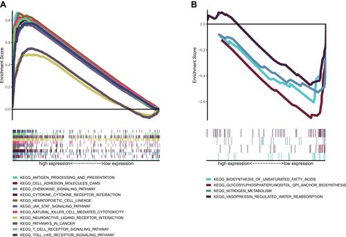 Figure 7 GSEA analysis of CD40LG expression. (A) KEGG pathway enrichment in high CD40LG expression group. (B) KEGG pathway enrichment in low CD40LG expression group.