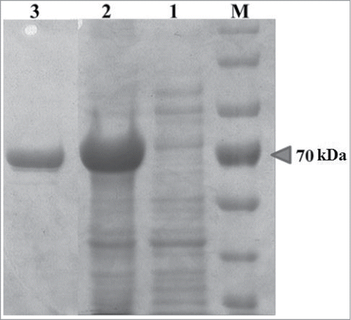 Figure 2. SDS-PAGE analysis showing expression and purification of YjhG from E. coli. M - protein maker. 1 - control sample. 2 - soluble cell extract. 3 - purified protein sample.