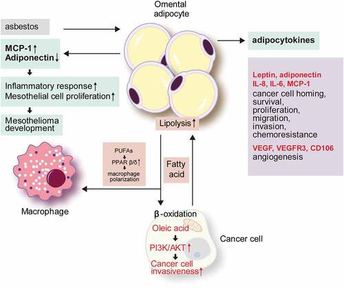 Figure 1. The role of omental adipocytes in tumour development and metastasis.