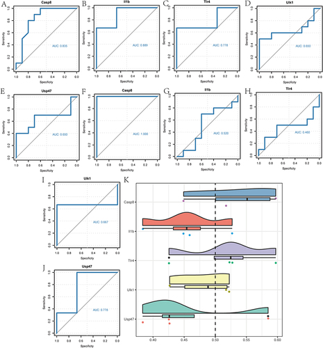 Figure 8 ROC analysis in the high-and low-risk groups and Friends analysis of Co-PRDEGs. (A–E) ROC curves of 5 Co-PRDEGs in the GSE24982 dataset. (F–J) ROC curves of 5 Co-PRDEGs in the GSE60670 dataset. (K) Friends analysis of 5 Co-PRDEGs.