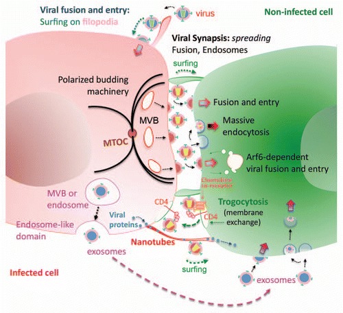 Figure 3 Membrane dynamics at the virological synapse. At the virological synapse (VS), some viruses either attach to the plasma membrane or surf along the filopodia and finally bind to specific receptors on the target cell. Viruses can also directly fuse with the plasma membrane, as in the case of HIV-1. Cell-to-cell transfer of HIV-1 takes place in an Arf6-membrane dynamics-dependent manner, which hijack endocytic pathways, including clathrin-dependent, caveolin-dependent or both independent pathways for viral internalization. The VS represents an efficient environment for viral budding, where the membrane of the infected cell is polarized towards the synaptic junction by the movement for of vesicles or MVBs coordinated by the translocation of the microtubule organizing centre (MTOC). This scaffolding allows for a subsequent viral infection and spread, that favours viral fusion and entry, viral endocytosis and viral protein/gene transfer from the infected to the close non-infected cell. Besides, long membrane nanotubes may also be formed between neighboring cells, which promote viral protein traffic and also HIV surfing and infection, from infected cell to non-infected cell. Other membrane dynamics events involved or occurred during viral infection and spreading are Trogocytosis and exosomal transport. Trogocytosis of cell-surface patches, containing CD4/HIV-1-bound molecules, occurs from non-infected to infected cells in a gp120/CD4-dependent manner. Exosomes are membrane vesicles, formed from MVB that could account for viral infection and spreading within membrane structures that are protected from immune responses.
