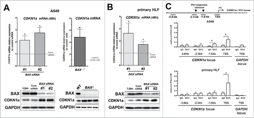 Figure 3. Upregulation of the cell cycle inhibitor CDKN1A upon BAX knock down in A549 and primary HLF. (A) Expression of CDKN1A mRNA by qPCR in A549 cells transfected for 48h with two different BAX siRNA compared to siRNA control (gray dash line, n = 6 experiments; left part) or in BAX-/− A549 cells compared to wild type A549 cells (gray dash line, n = 5; right part). In the left inside, representative immunoblot (n = 5) of BAX, CDKN1A protein level in A549 cells (treated with lipofectamine alone (Lipo), control siRNA (Cont siRNA) and two different BAX siRNA (#1 and #2). In the right inside, representative immunoblot confirming the absence of BAX protein and the upregulation of CDKN1A protein level in three independent BAX−/− A549 clones compared to control / wild type (WT) A549 cells. GAPDH was used as loading control. (*p < 0.05, Wilcoxon rank t-Test). (B) Expression of CDKN1A mRNA by qPCR in primary HLF transfected for 48h with two different BAX siRNA compared to siRNA control (gray dash line, n = 6 experiments). Representative immunoblot (n = 5) of BAX, CDKN1Aprotein level (lower part) in primary HLF treated with lipofectamine alone (Lipo), control siRNA (Cont siRNA) and two different BAX siRNA (#1 and #2). GAPDH was used as loading control. (*p < 0.05, Wilcoxon rank t-Test). (C) Schematic diagram of the CDKN1A locus showing PCR amplified fragments. A region encompassing CDKN1A transcription starting sites (TSS) was amplified. The −2.3 kb and −1.6 kb sites are two P53 upstream response elements at CDKN1A promoters. The −3.8 kb upstream non-specific site was used as a negative control site. ChIP analysis for recruitment of BAX at the CDKN1A promoter in A549 cells (n = 3) and primary lung fibroblasts (n = 4) was performed as described in materials and methods. For each condition, an unrelated control IgG was used as negative control. Note that BAX binding was specifically enriched at the vicinity of CDKN1A TSS in both cell types. (*p < 0.05, paired t-Test).