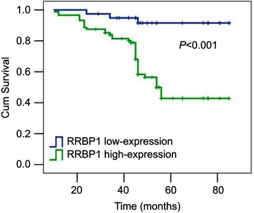 Figure 3 Kaplan–Meier survival analysis showing RRBP1 high-expression that presented poor prognosis in PCa.Abbreviations: RRBP1, ribosome binding protein 1; PCa, prostate cancer.