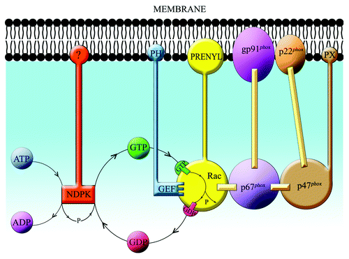 Figure 9. Schematic representation of the involvement of a membrane localized NDPK in NADPH oxidase activation. The scheme proposes the existence of a linkage between GEF-induced dissociation of GDP from RacGDP and γ-phosphoryl transfer from ATP to free GDP, by NDPK, resulting in the formation of GTP, which is then bound to Rac, to generate RacGTP. It is also suggested that 3 components participating in GDP dissociation and GDP phosphorylation (prenylated Rac, GEF, and NDPK) are attached to the membrane and are, possibly, co-localized in micro-domains. A hypothetical integration of GEF and NDPK with the subunits of the NADPH oxidase complex is also proposed (modified from ref. Citation130).