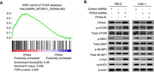 Figure 3 ITPKA activates mTORC1 signaling pathway in RCC. (A) GSEA plot showing that ITPKA expression is positively correlated with mTORC1 signaling in the TCGA KIRC dataset. (B) 786-O and Caki-1 cells were transfected with Control shRNA or ITPKA shRNA or ITPKA shRNA plus ITPKA-R. Western-blot assay was performed to detect the protein expression changes of mTORC1 signaling pathway related-molecules (including t-mTOR, p-mTOR, t-S6K1, p-S6K1, t-4E-BP1, p-4E-BP1, c-myc, cyclin D1) between indicated groups. The protein expression levels of β-actin were detected as the internal control.