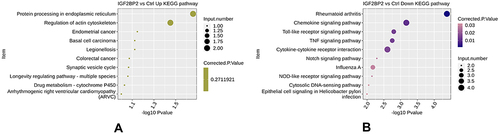 Figure 3 The Kyoto Encyclopedia of Genes and Genomes (KEGG) pathway enrichment analysis of differentially expressed genes. The analysis of up-regulated and down-regulated genes are shown, with the top 10 terms. (A) The up-regulated differential genes are mainly concentrated in the protein processing of endoplasmic reticulum, and actin cytoskeleton regulation. (B) The down-regulated differential genes were mainly enriched in rheumatoid arthritis, chemokine signaling pathways, toll-like receptor signaling pathways, TNF signaling pathways, cytokine-cytokine receptor interaction, and Notch signaling pathways.